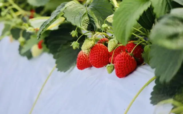 ファミリーファーム保田